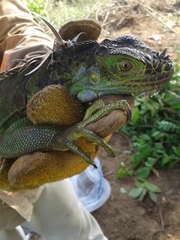 Iguana iguana