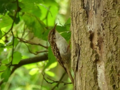 Certhia familiaris