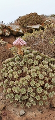 Aeonium lancerottense image