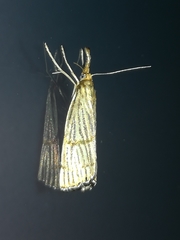 Chrysocrambus linetella