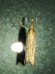Chrysocrambus linetella