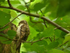 Certhia familiaris