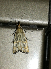 Chrysocrambus linetella