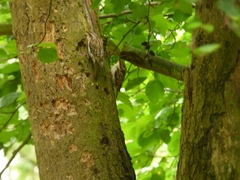 Certhia familiaris