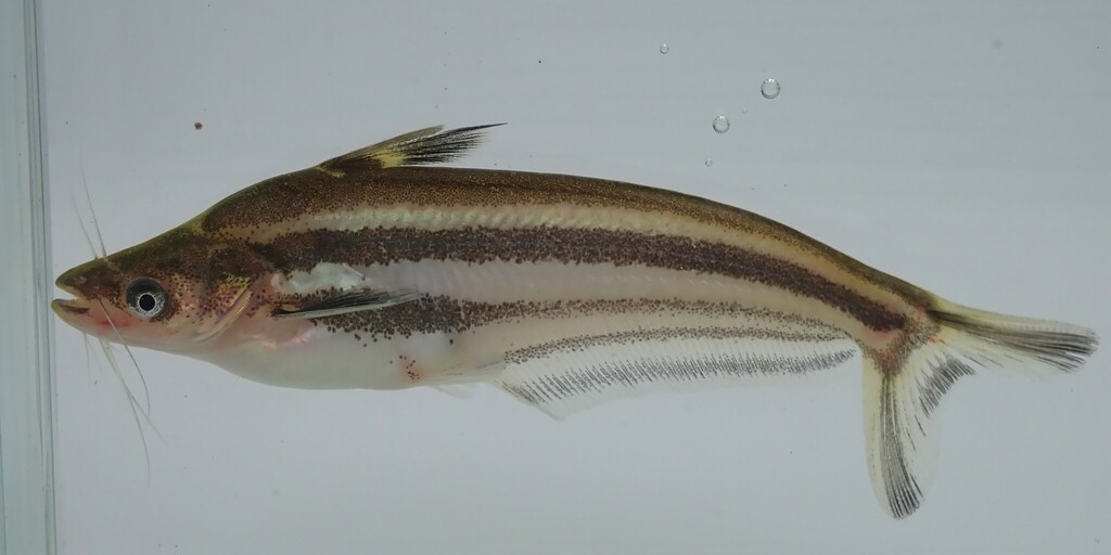 Silver catfish (Schilbe intermedius) — Schilbeidae