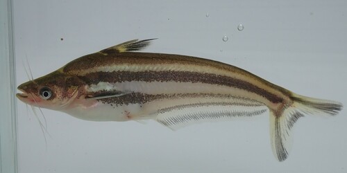 Silver catfish (Schilbe intermedius) — Schilbeidae