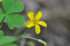 Oxalis suksdorfii