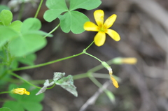 Oxalis suksdorfii