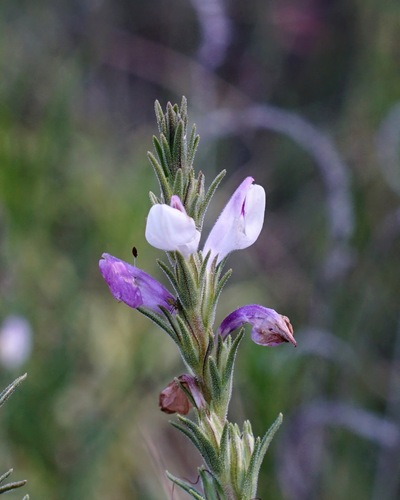 Image of Orthocarpus purpureoalbus by (c) Andrew Tree, some rights reserved (CC BY)