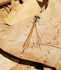 Platycnemis acutipennis