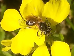 Andrena