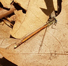 Platycnemis acutipennis