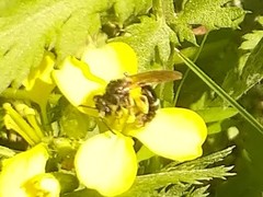 Andrena