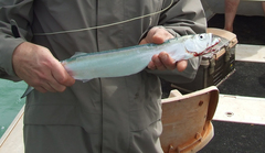 Dorab Wolf-Herring photo 5