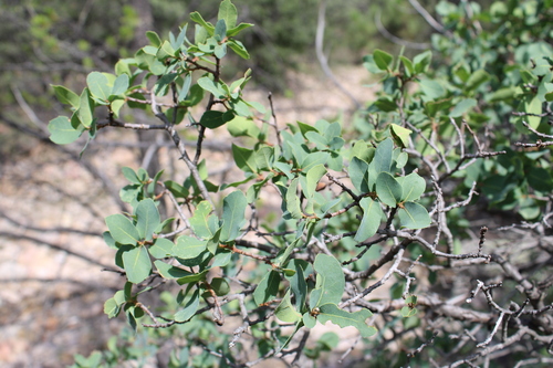 depressed oak