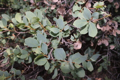 Black Oak (Quercus depressipes)