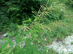 Aruncus sylvester sylvester