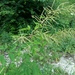 Aruncus dioicus vulgaris - Photo (c) ramazan_murtazaliev, algunos derechos reservados (CC BY-NC), subido por ramazan_murtazaliev