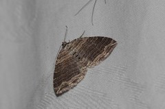 Anticlea multiferata