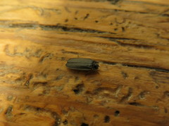 Lamprohiza splendidula