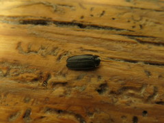 Lamprohiza splendidula