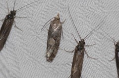 Eucopina tocullionana