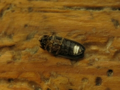 Lamprohiza splendidula