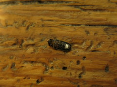 Lamprohiza splendidula