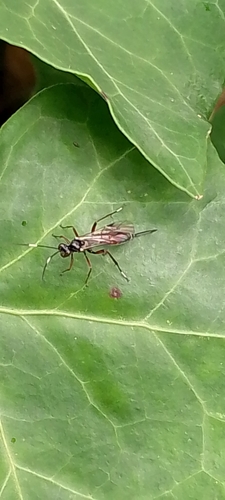 Enclisis macilenta