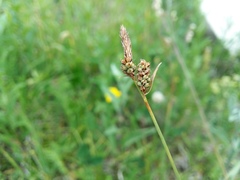 Carex tomentosa