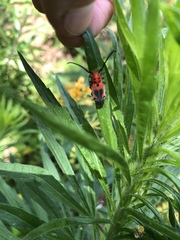 Tetraopes melanurus