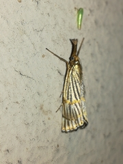 Chrysocrambus linetella
