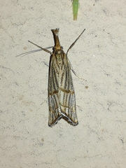 Chrysocrambus linetella