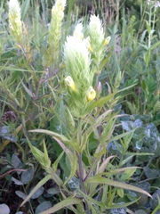 Melampyrum argyrocomum