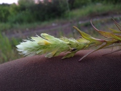 Melampyrum argyrocomum