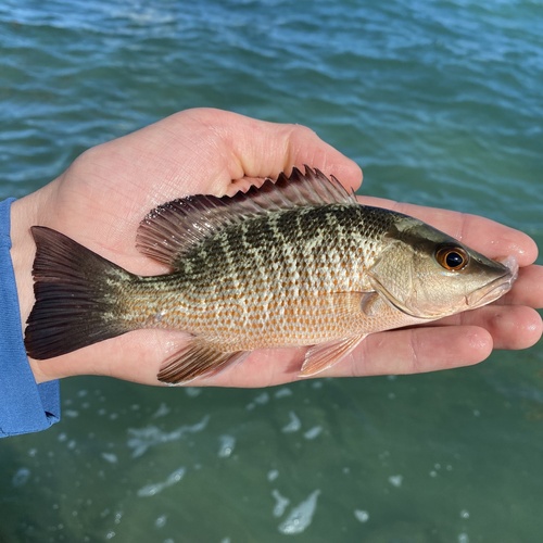Gray Snapper