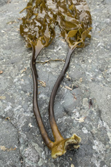 Laminaria yezoensis
