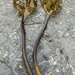 Laminaria yezoensis - Photo (c) Анна Климова, some rights reserved (CC BY-NC), uploaded by Анна Климова