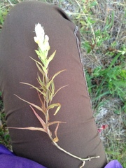 Melampyrum argyrocomum