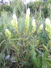 Melampyrum argyrocomum