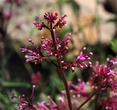 Centranthus longiflorus