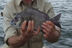 Acanthopagrus pacificus