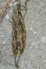 Laminaria yezoensis