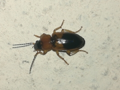 Stenolophus teutonus