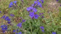 Cynoglottis barrelieri