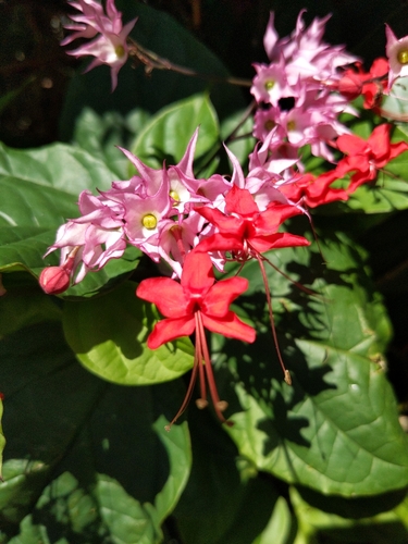 Clerodendrum speciosum observed 2024-09-10