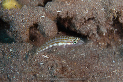 Serranus tigrinus