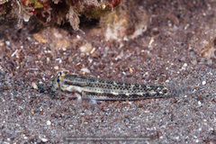 Gnatholepis thompsoni