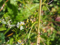 Bifora radians