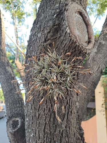 Tillandsia funebris, photograph 5